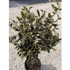 Tarkalevelű Magyal Törzses