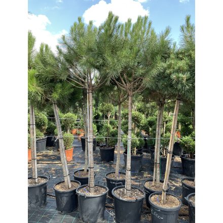 Pinus Pinea mandulafenyő (220-230 cm)