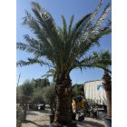 Phoenix Canariensis (2,3 méteres törzs)