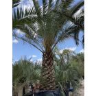 Phoenix Canariensis (1,6 méteres törzs)