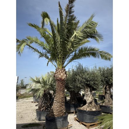Phoenix Canariensis (2 méteres törzs)