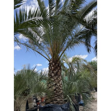 Phoenix Canariensis (1,6 méteres törzs)