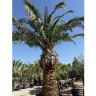 Phoenix Canariensis (2,3 méteres törzs)