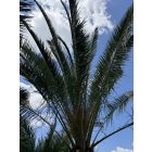 Phoenix Canariensis (1,6 méteres törzs)