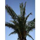 Phoenix Canariensis (2,3 méteres törzs)