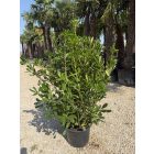 Kínai enyvesmag (120 cm magas)