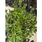 Kínai enyvesmag (120 cm magas)