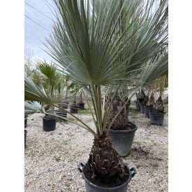 Brahea armata ( 50 cm törzs)