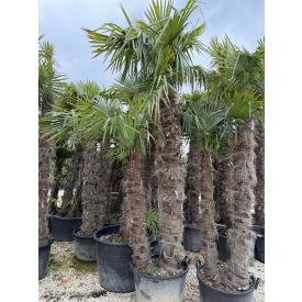 Kínai kenderpálma dupla törzs (300-350 cm magas) Kínai kenderpálma dupla törzs (300-350 cm magas)