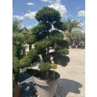 Ilex crenata Bonsai 4 (220 cm)