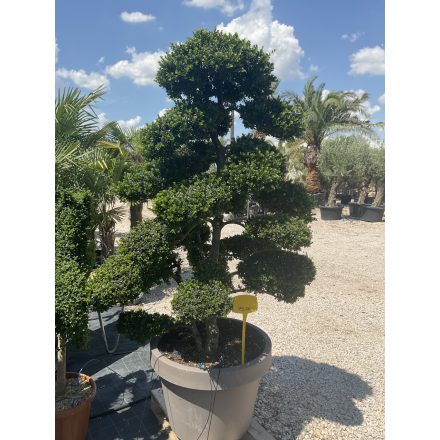 Bonsai 4 (220 cm)