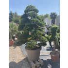 Ilex crenata Bonsai 4 (220 cm)