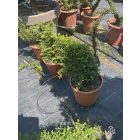 Mókus forma / Lonicera Nitida (60 cm)