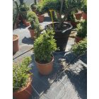 Mókus forma / Lonicera Nitida (60 cm)