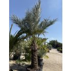 Phoenix dactylifera (5 méter magas)