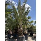Phoenix dactylifera (5 méter magas)