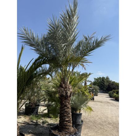 Phoenix dactylifera (5 méter magas)