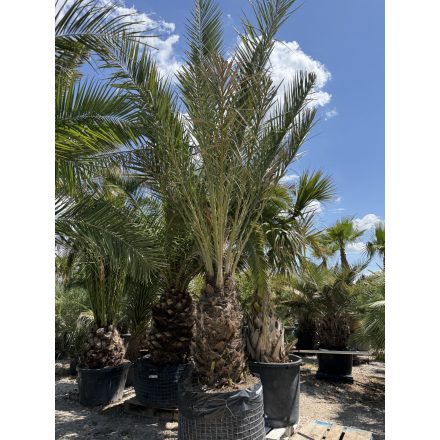 Phoenix dactylifera (5 méter magas)