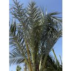 Phoenix dactylifera (5 méter magas)