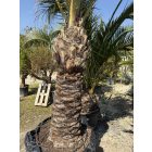 Phoenix dactylifera (5 méter magas)
