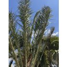 Phoenix dactylifera (5 méter magas)