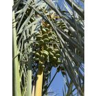 Phoenix dactylifera (5 méter magas)