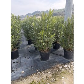 Leander (150-160 cm magas)