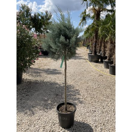 Arizonai ciprus törzses (160-170 cm)