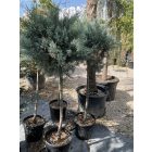 Arizonai ciprus törzses (160-170 cm)