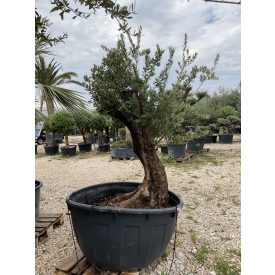 Olajfa őstörzses 7 Olajfa őstörzses 7