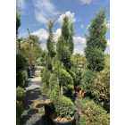 Leylandi spirál (270 cm)