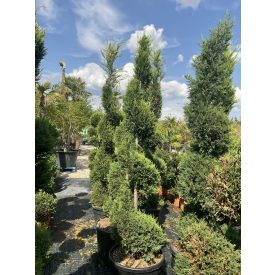 Leylandi spirál (270 cm)