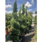 Leylandi spirál (270 cm)