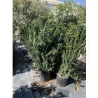 Kecskerágó (130-150 cm)