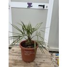 Butia capitata (10 cm törzs)