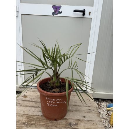 Butia capitata (10 cm törzs)