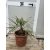 Butia capitata (10 cm törzs)