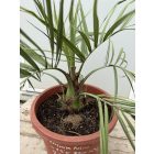 Butia capitata (10 cm törzs)