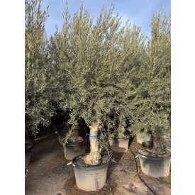 Olajfa Tusco ( Hojiblanca ) Olajfa Tusco ( Hojiblanca )