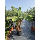 Musa Basjoo Etna banán (210 cm magas)