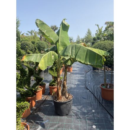 Musa Basjoo Etna banán (210 cm magas)