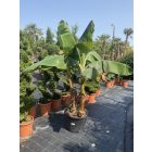 Musa Basjoo Etna banán (210 cm magas)