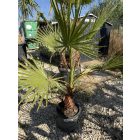 Washingtonia Robusta (20-25 cm es törzs)