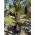 Washingtonia Robusta (20-25 cm es törzs)