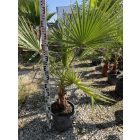 Washingtonia Robusta (20-25 cm es törzs)
