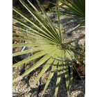 Washingtonia Robusta (20-25 cm es törzs)