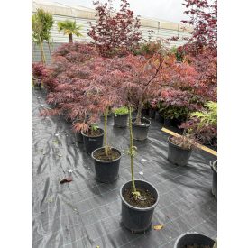 Japán juhar (csüngő 1) Japán juhar (csüngő 1)