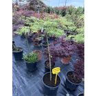 Japán juhar (csüngő 1)