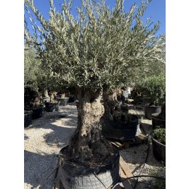 Olajfa őstörzses 27 Olajfa őstörzses 27