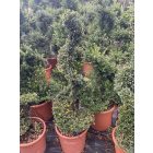 Spirál forma / Ilex Crenata (120 cm)